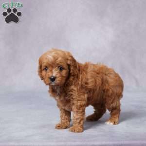 Hazel, Cavapoo Puppy